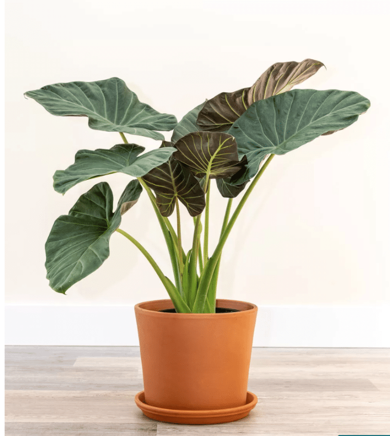 Alocasia Regal Shield in a brown pot