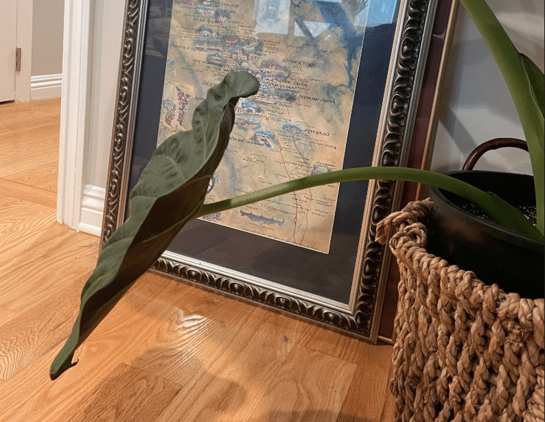 Alocasia regal shield drooping