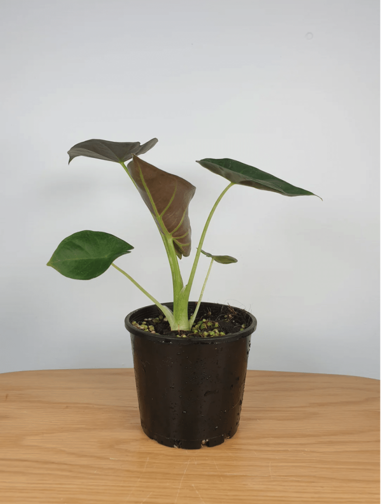 Alocasia regal shield in black pot