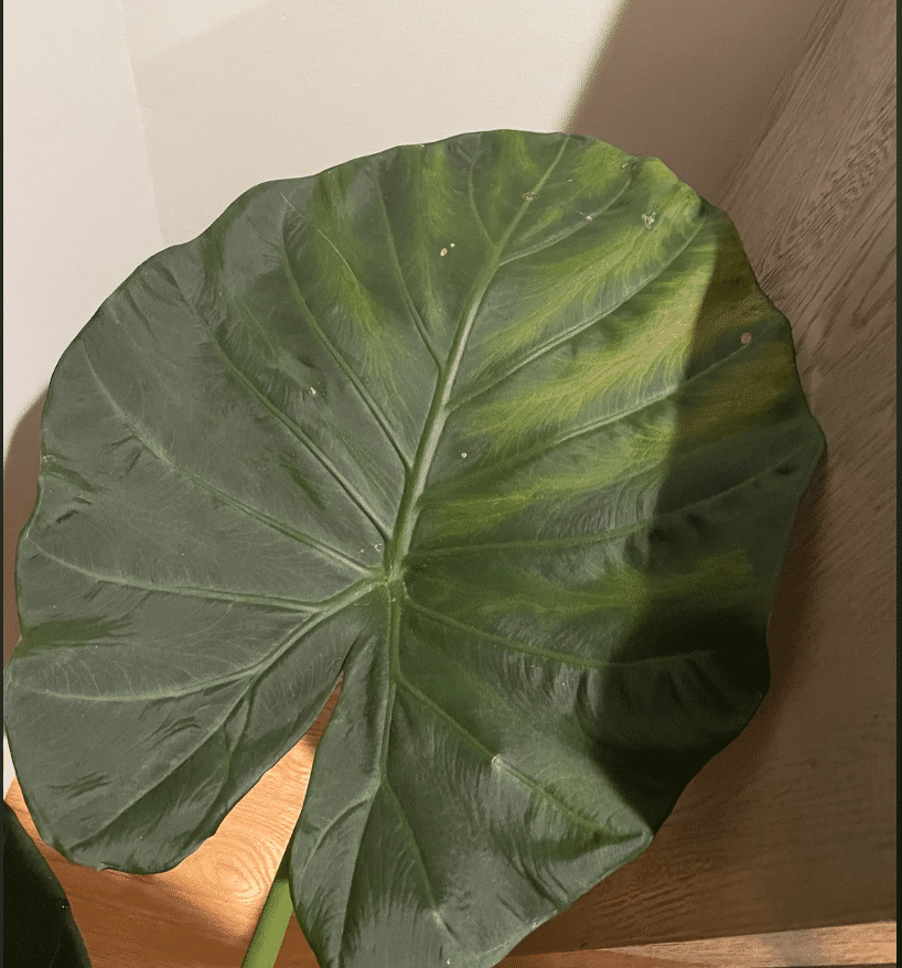 Alocasia regal shield yellowing leaves