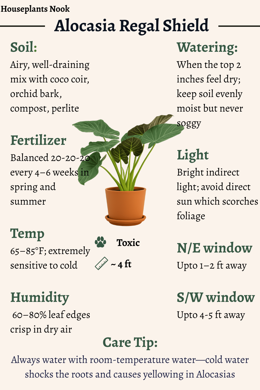 images of money tree plant Money Tree | Indoor Plants
