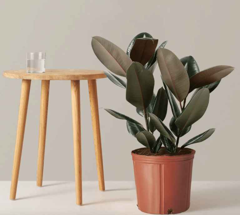 Burgundy rubber plant