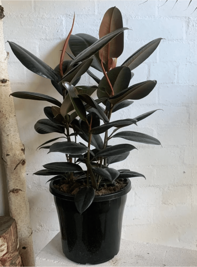 Burgundy rubber plant in black pot