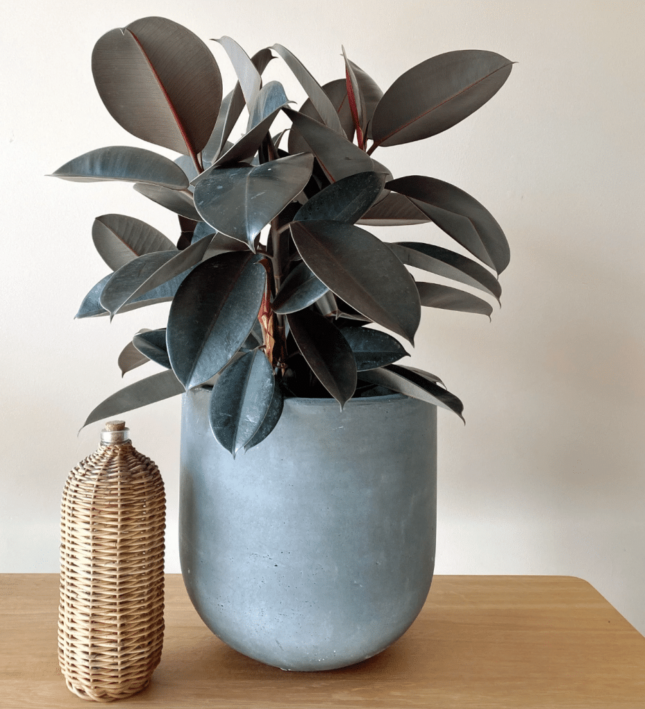 Burgundy rubber plant in blue pot