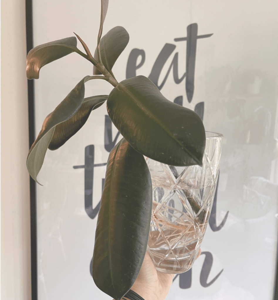 Burgundy rubber plant in water