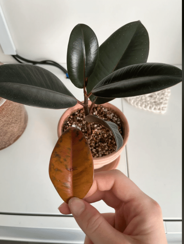 Burgundy rubber plant yellowing