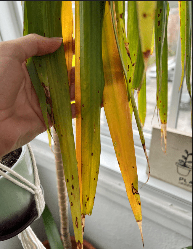 Dracaena reflexa brown spots on leaves