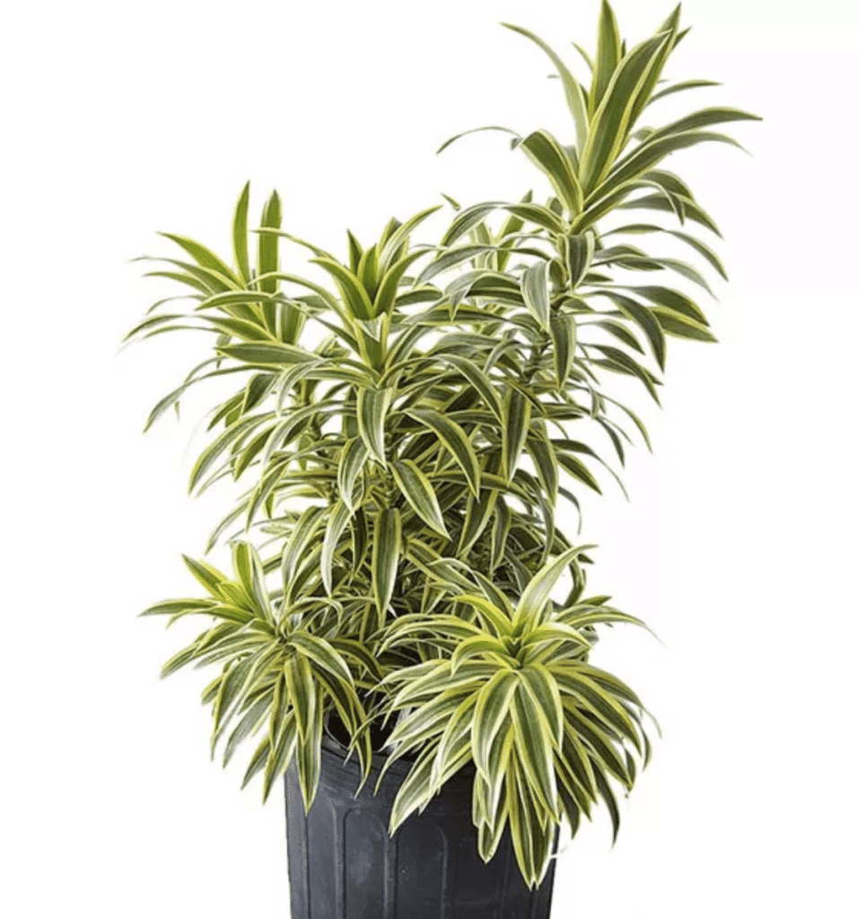Dracaena reflexa bushy