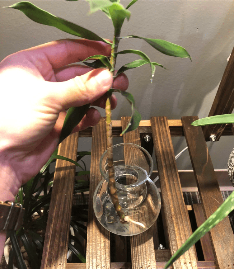 Dracaena reflexa node in water