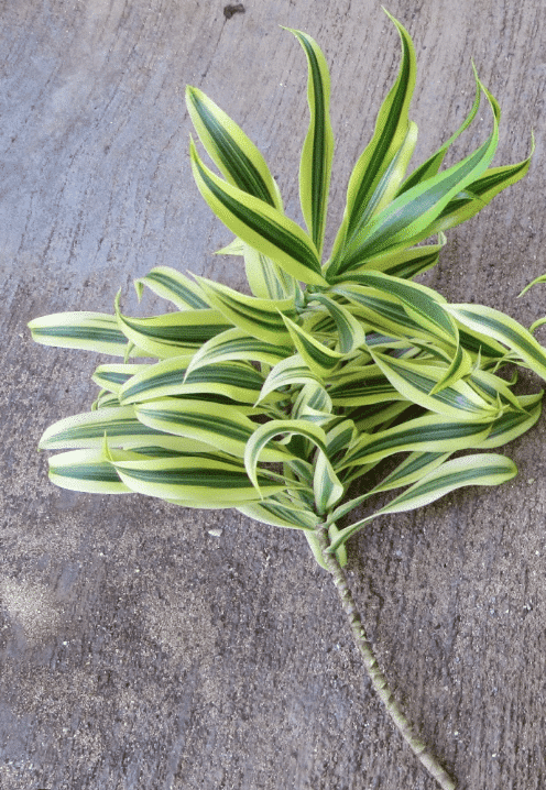 Dracaena reflexa node