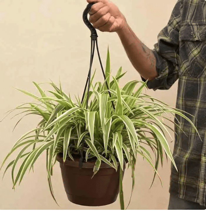 Hanging spider plantl held