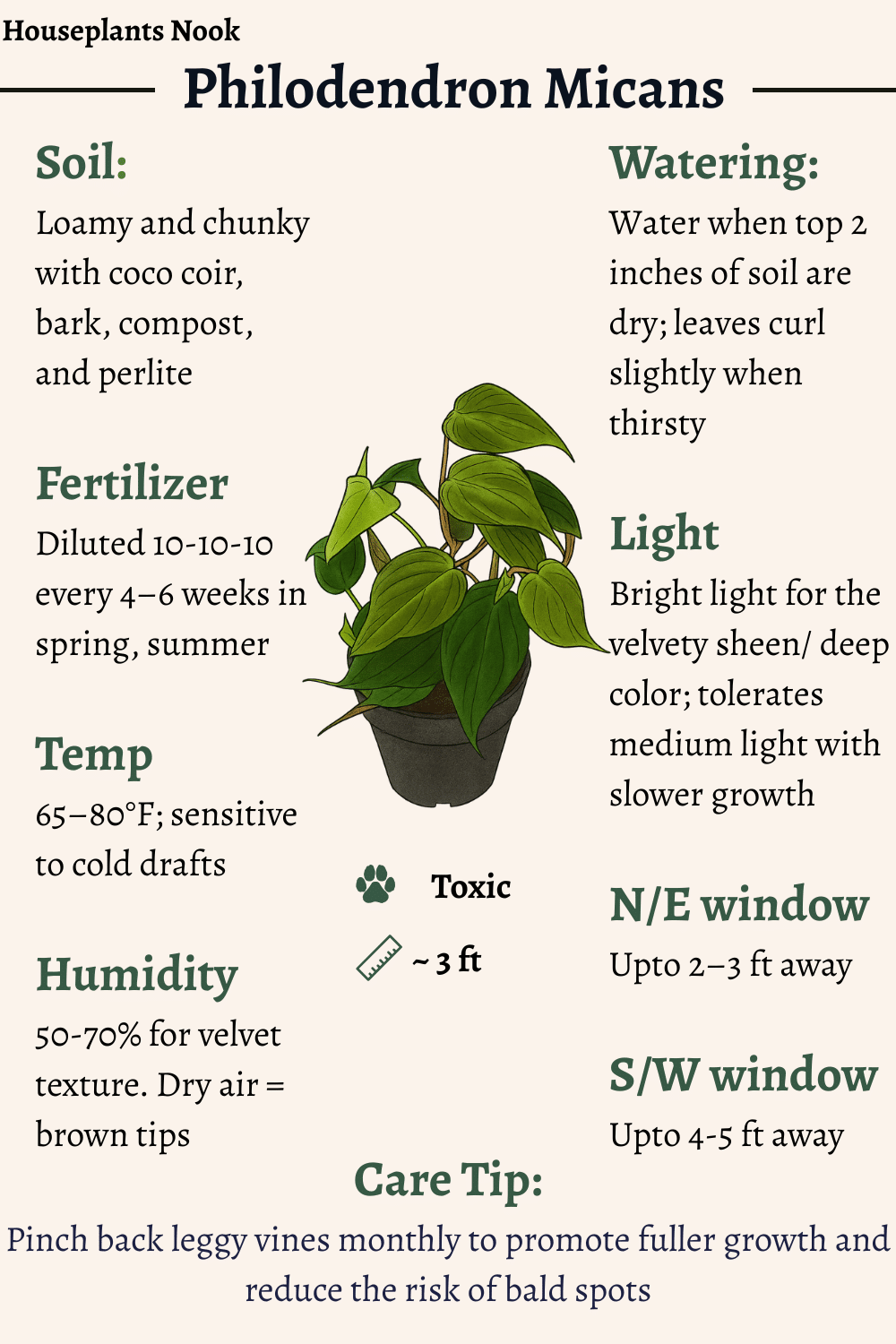 Philodendron Micans Care: Watering, Soil & Light Guide - Houseplants Nook