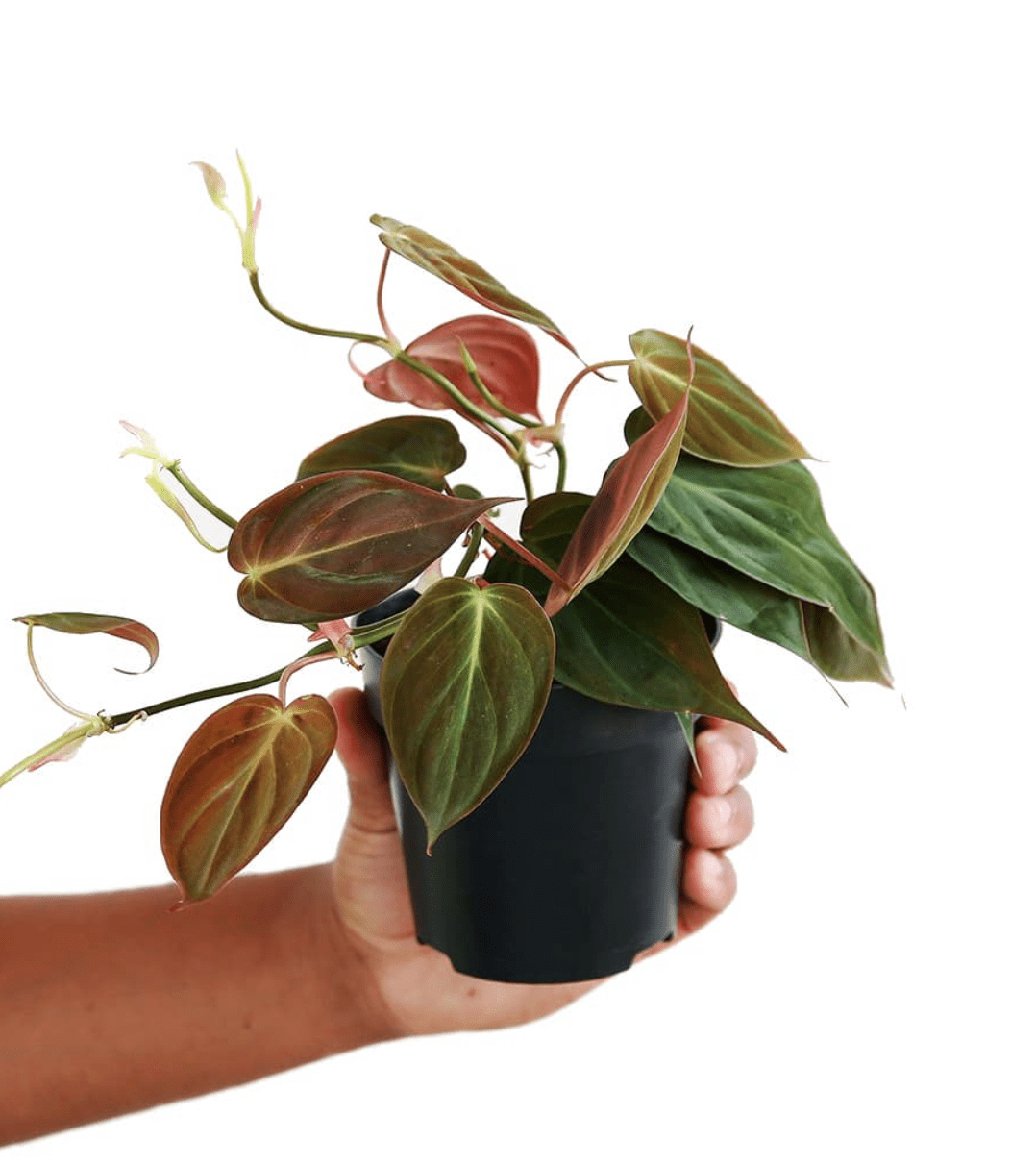 Philodendron micans small