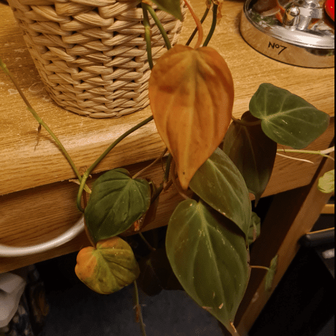 Philodendron micans yellowing leaves
