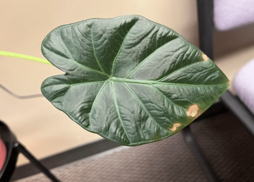 Spots in alocasia regal shield