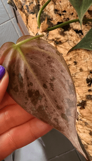 Spots on philodendron micans