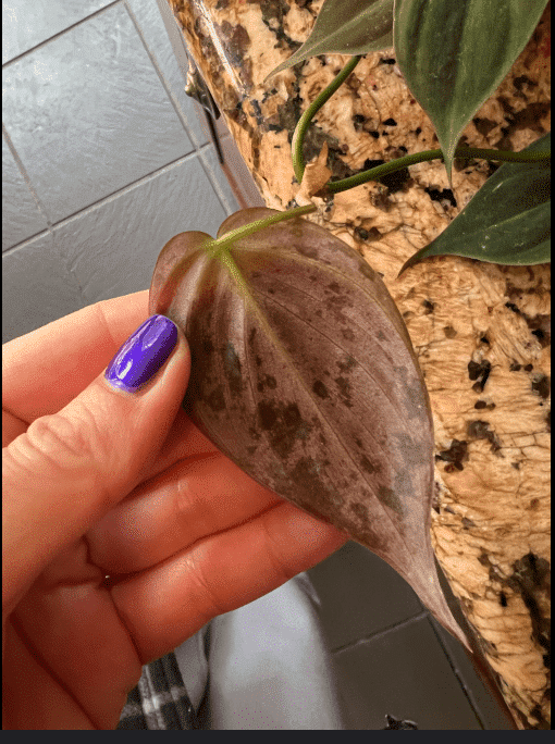 Spots on philodendron micans