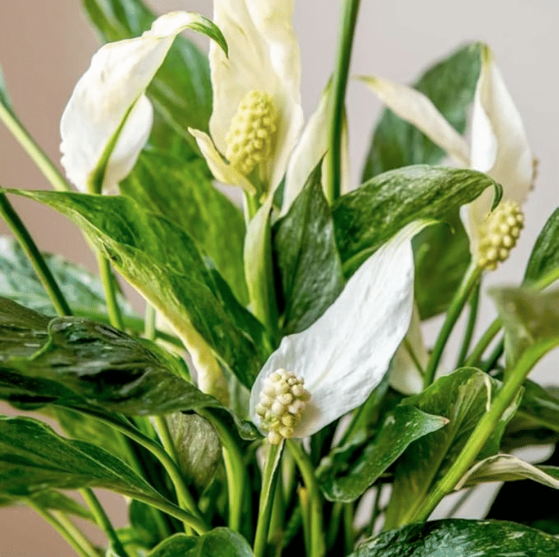 Variegated peace lily blooms
