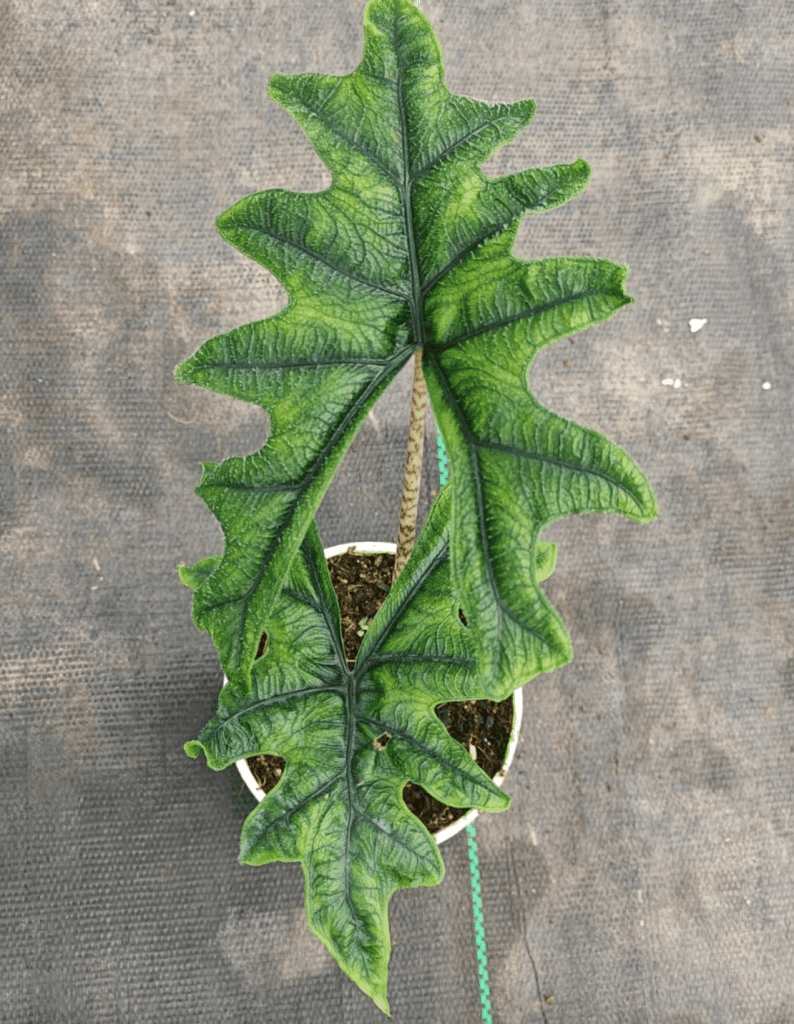 alocasia jacklyn