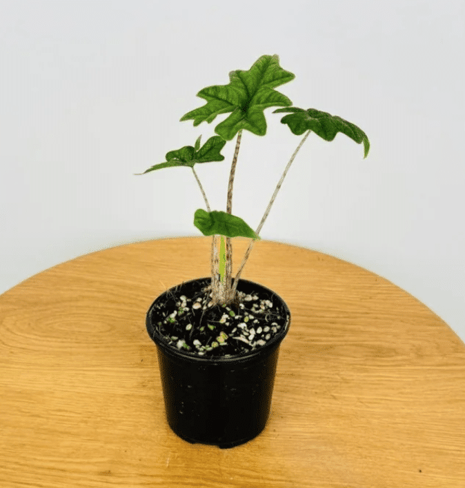 alocasia jacklyn baby