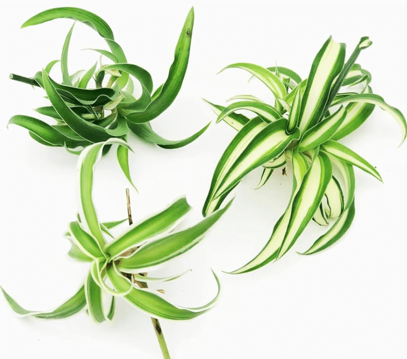 baby curly spider plants