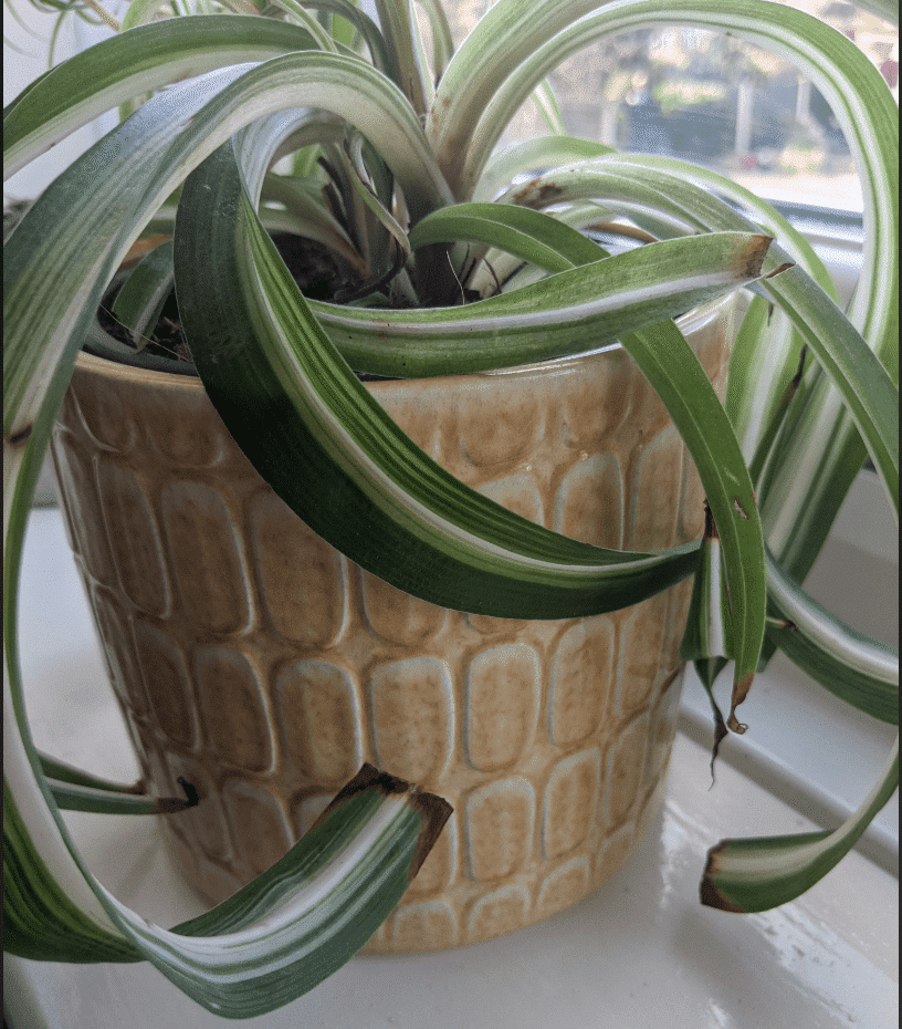 brown tips curly spider plant
