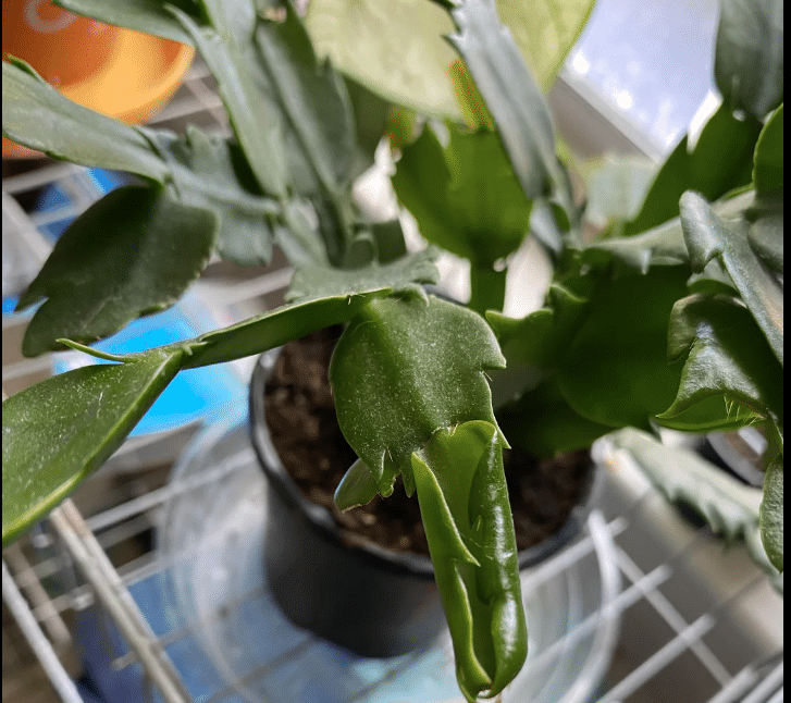 curling white christmas cactus