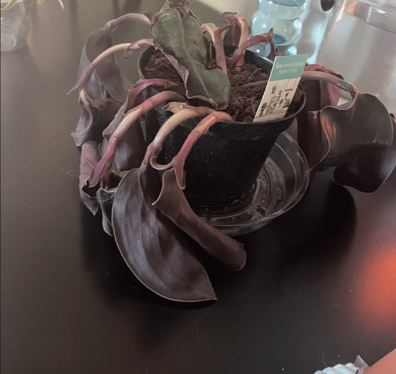 drooping burgundy rubber plant