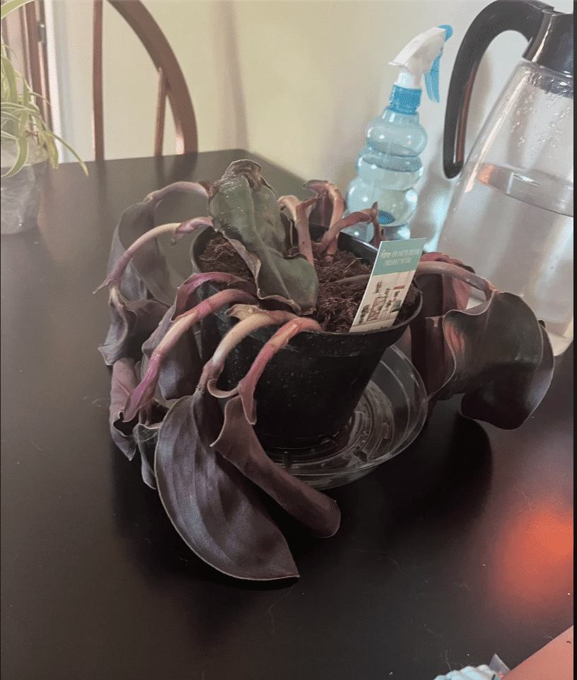 drooping burgundy rubber plant