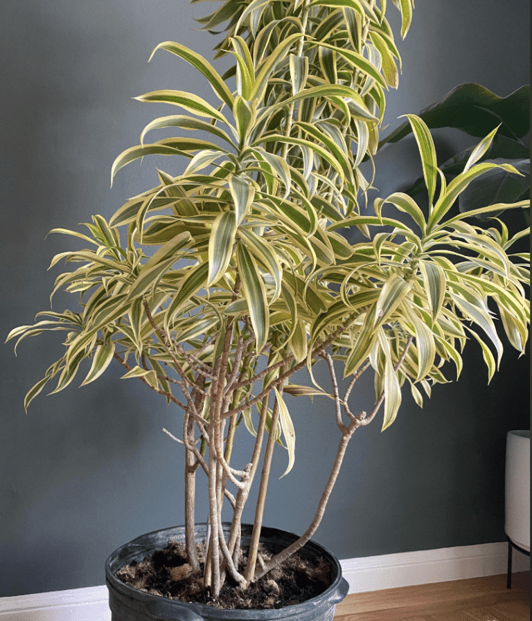 leggy bottom of dracaena reflexa