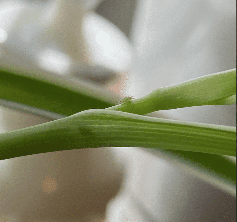 pests curly spider plant