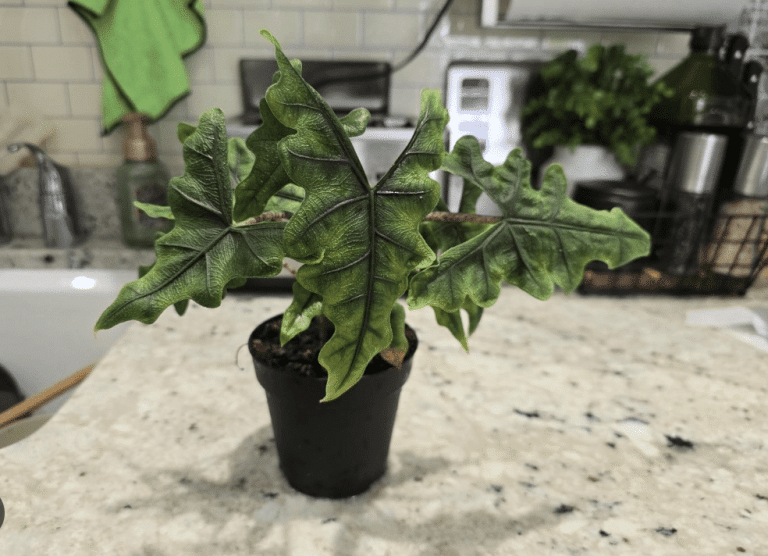 drooping alocasia jacklyn