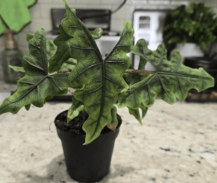 drooping alocasia jacklyn