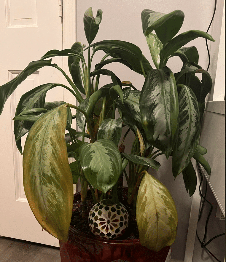 silver bay chinese evergreen yellowing and drooping
