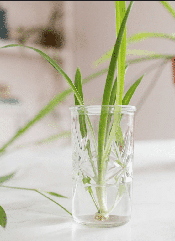 spider plant in water