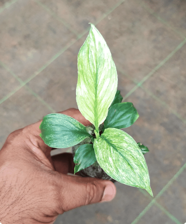 variegated peace lily leaves