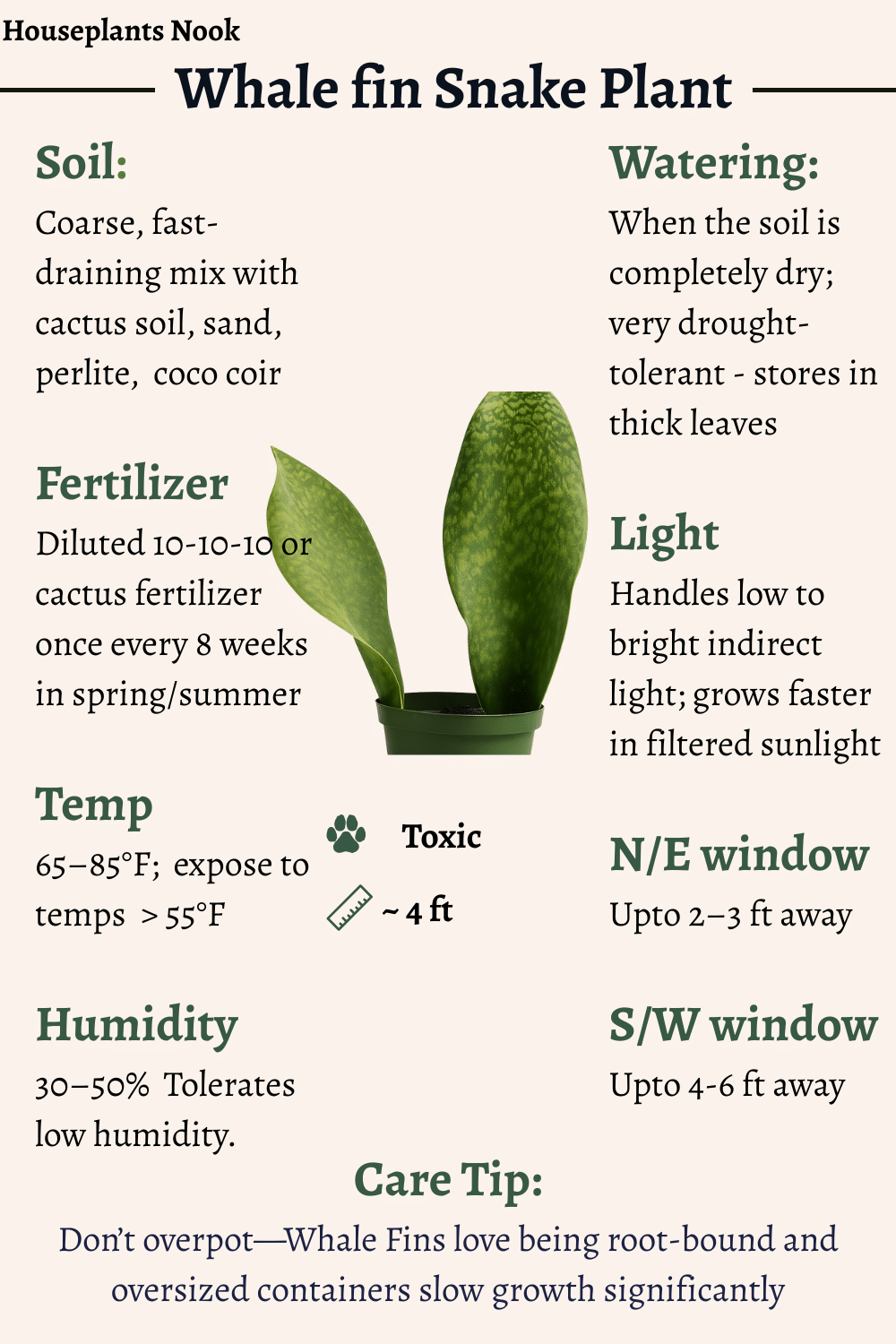Whale Fin Snake Plant Care: Benefits, Watering & Light - Houseplants Nook