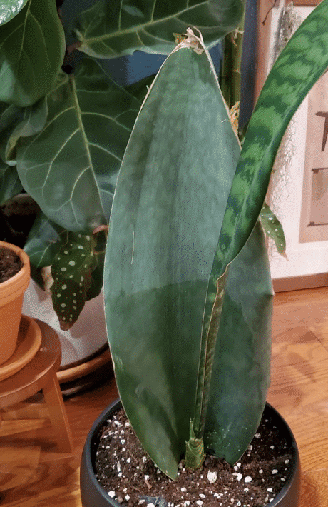 whale fin snake plant small leaves