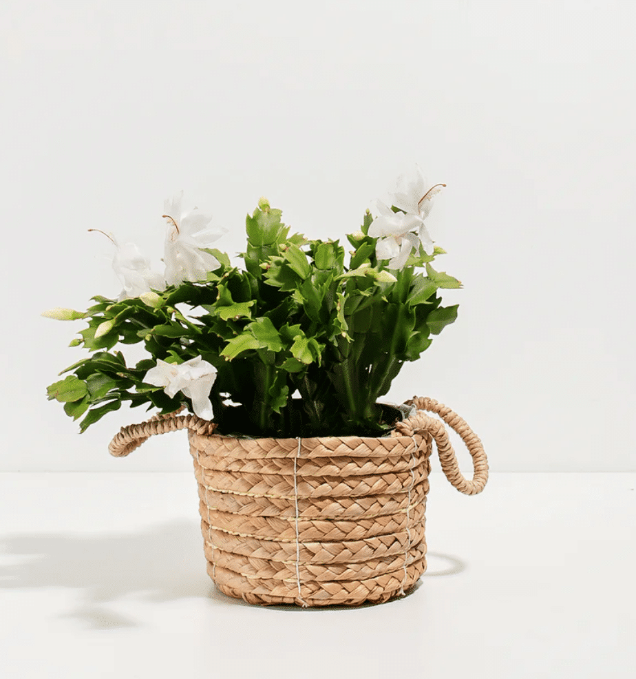 white christmas cactus