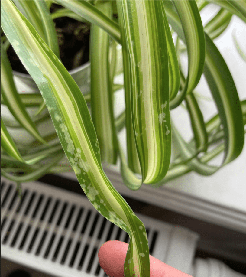 white spots curly spider plant