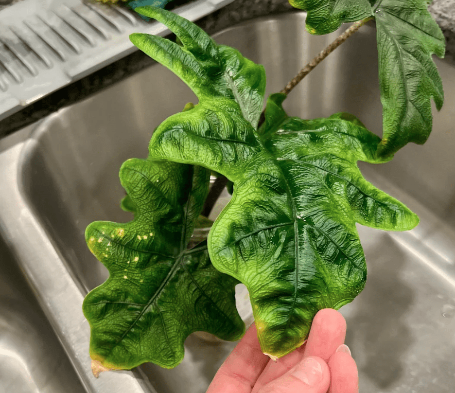 yellow tips alocasia jacklyn