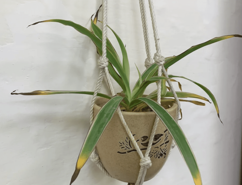 yellowing leaves of spider plant