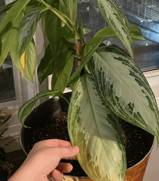 yellowing silver bay chinese evergreen