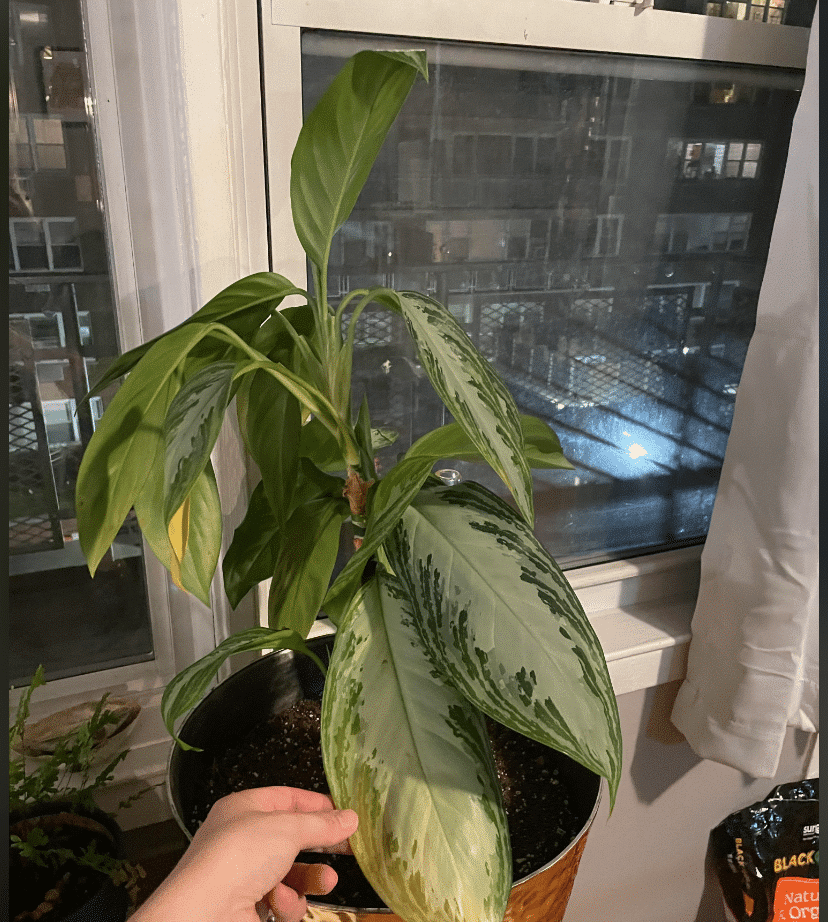 yellowing silver bay chinese evergreen