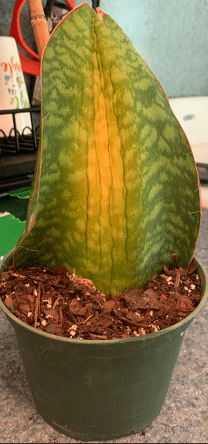 yellowing whale fin snake plant