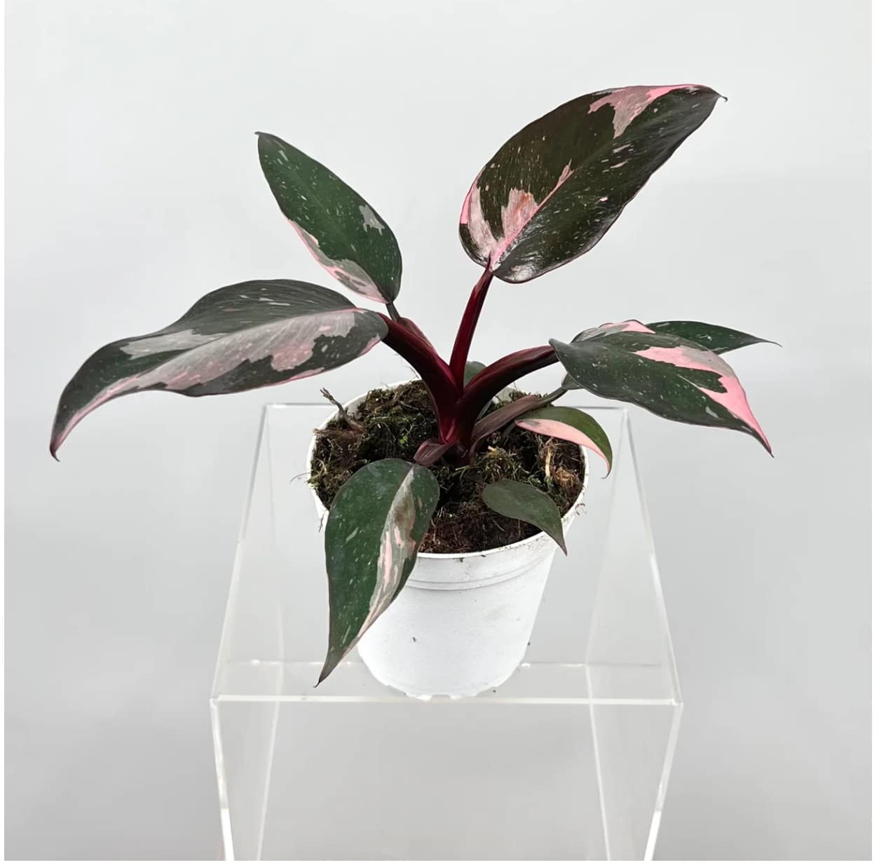 Pink Princess Philodendron