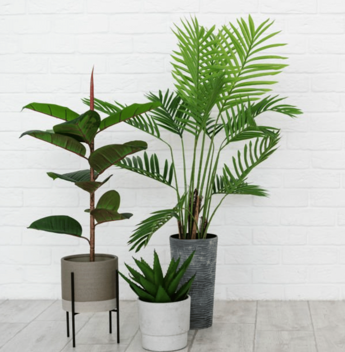 styling low light indoor trees - Houseplants Nook