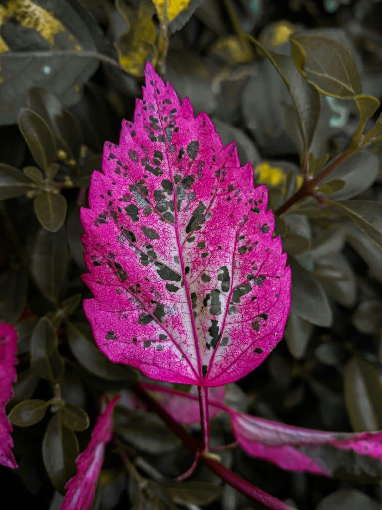 why do some plants have pink leaves