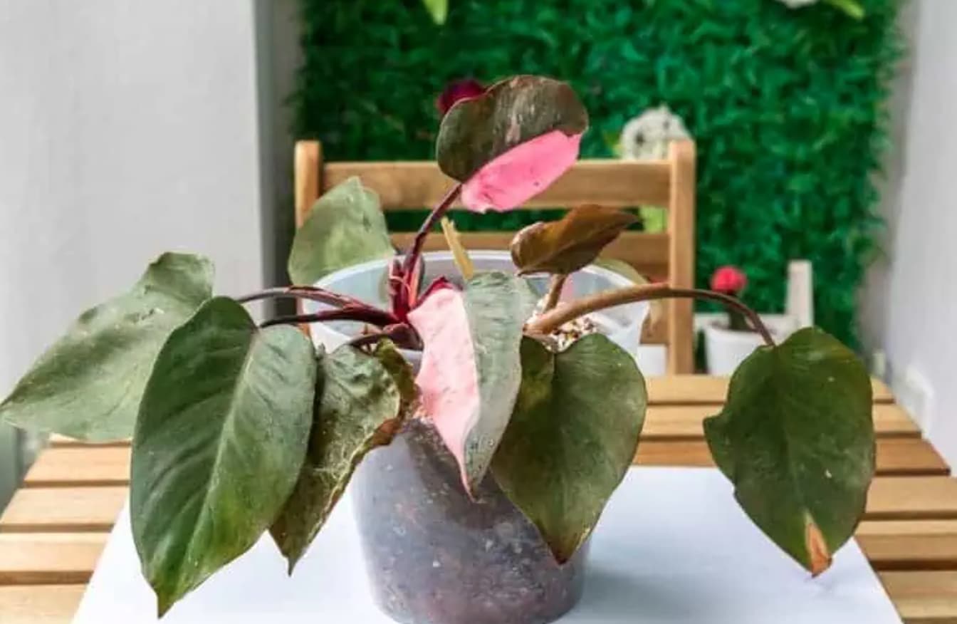 pink princess philodendron drooping leaves