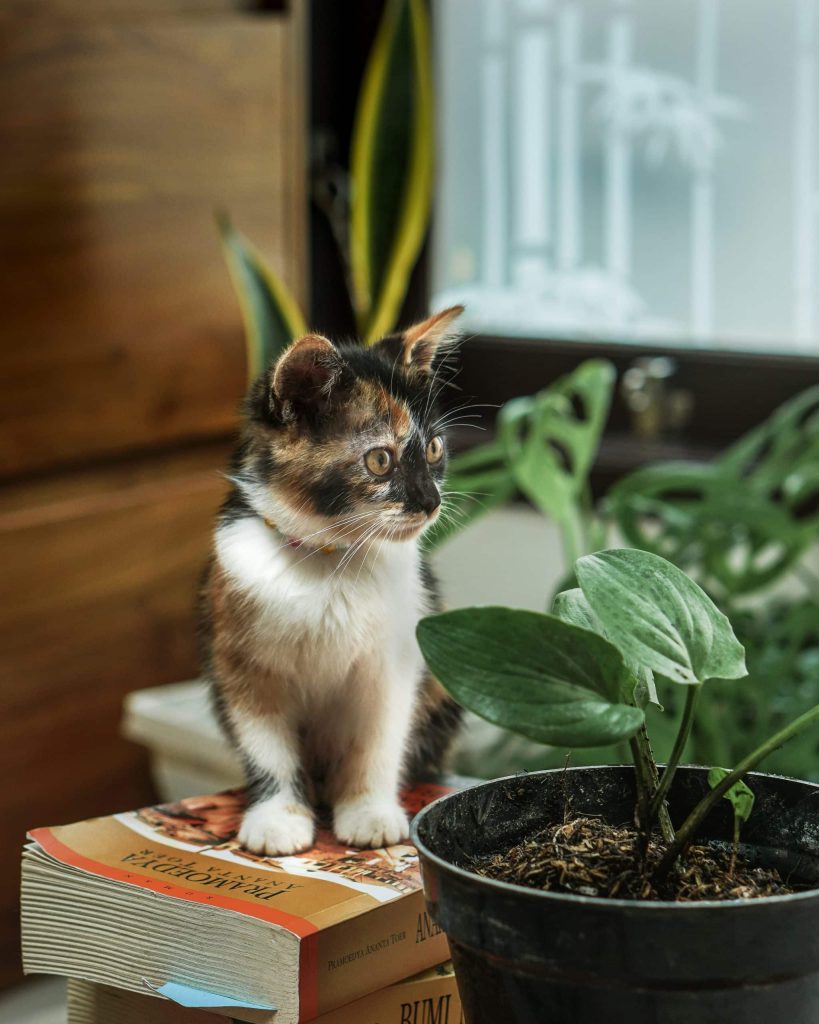 Pet safe low light indoor trees